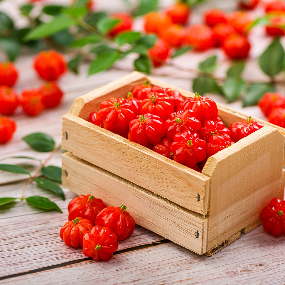 Star Cherry Tree (Pitanga) - Image 2