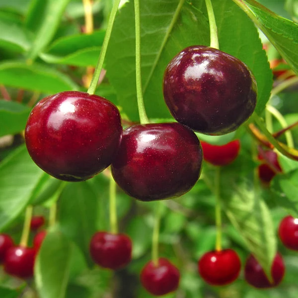 Stella Cherry Tree