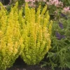 Sunjoy Golden Pillar Barberry Shrub