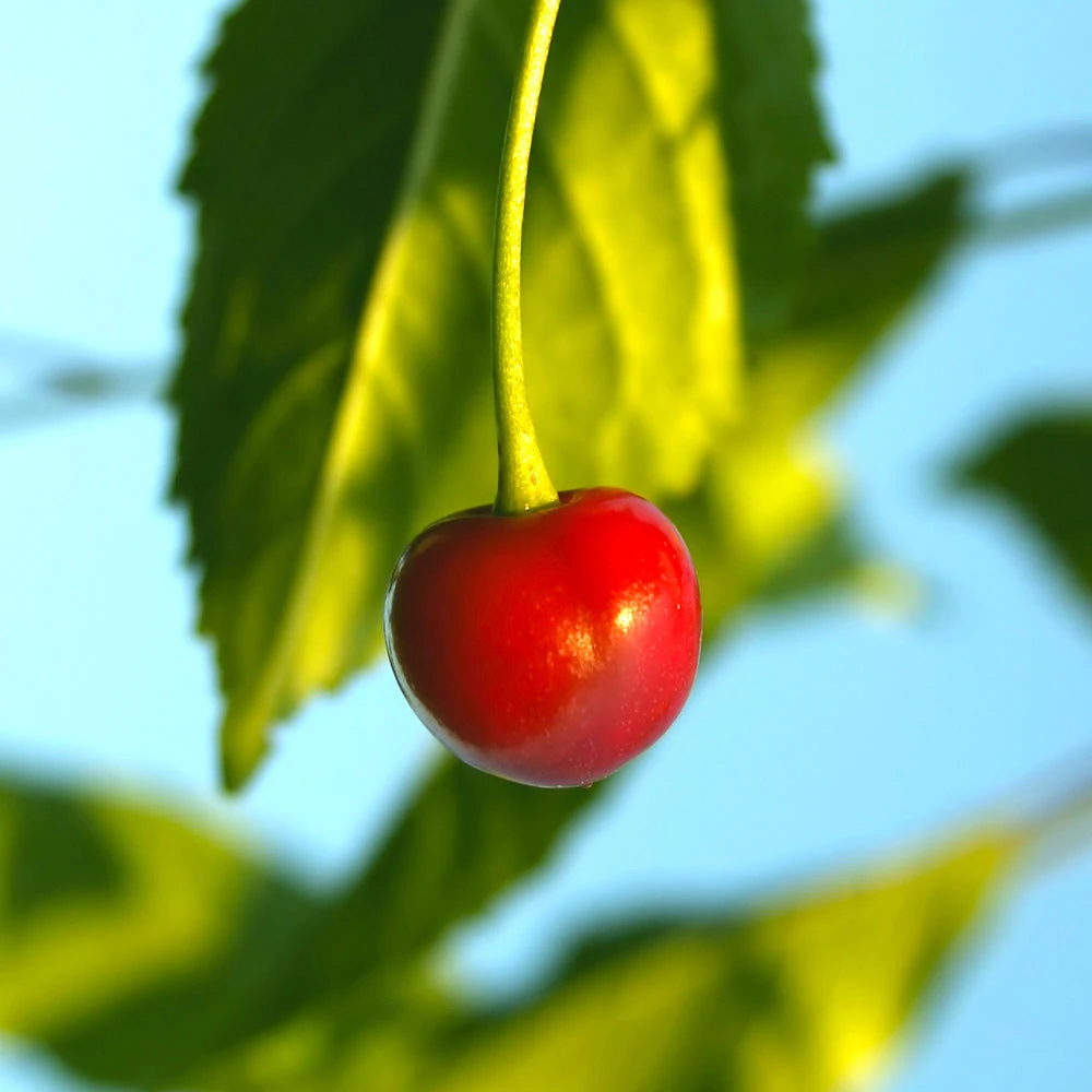 Sweetheart Cherry Tree - Image 2