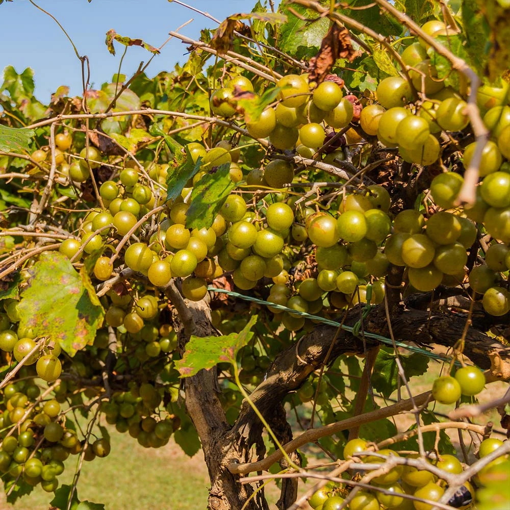 Tara Scuppernong Grape Vine - Image 3