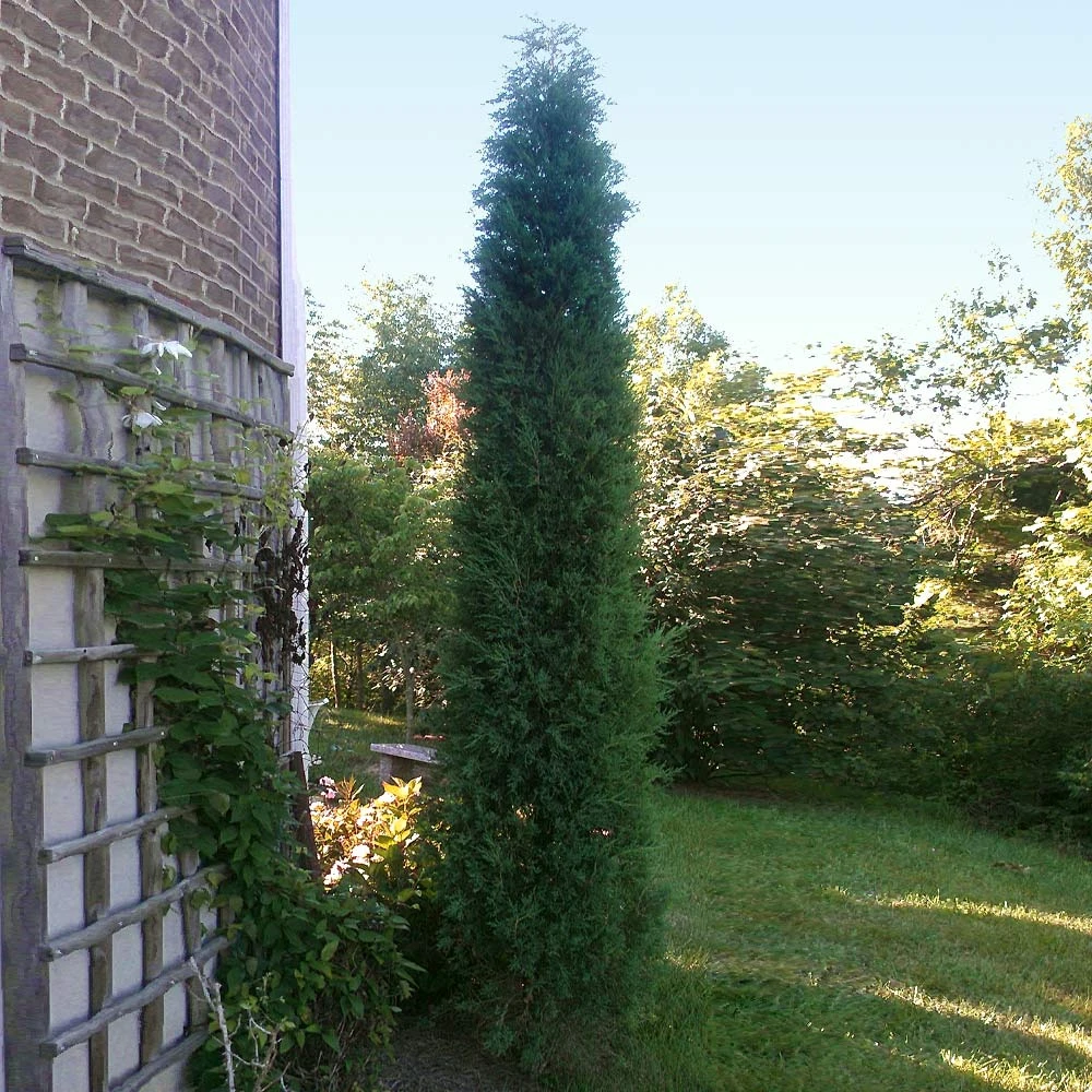 Taylor Juniper Tree - Image 4