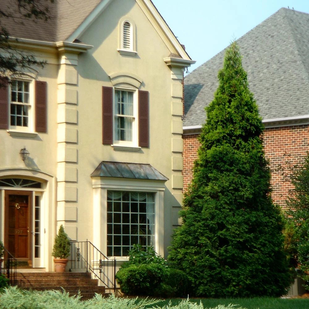 Thuja Green Giant Tree - Image 5