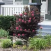 Thunderstruck™ Coral Boom™ Crape Myrtle