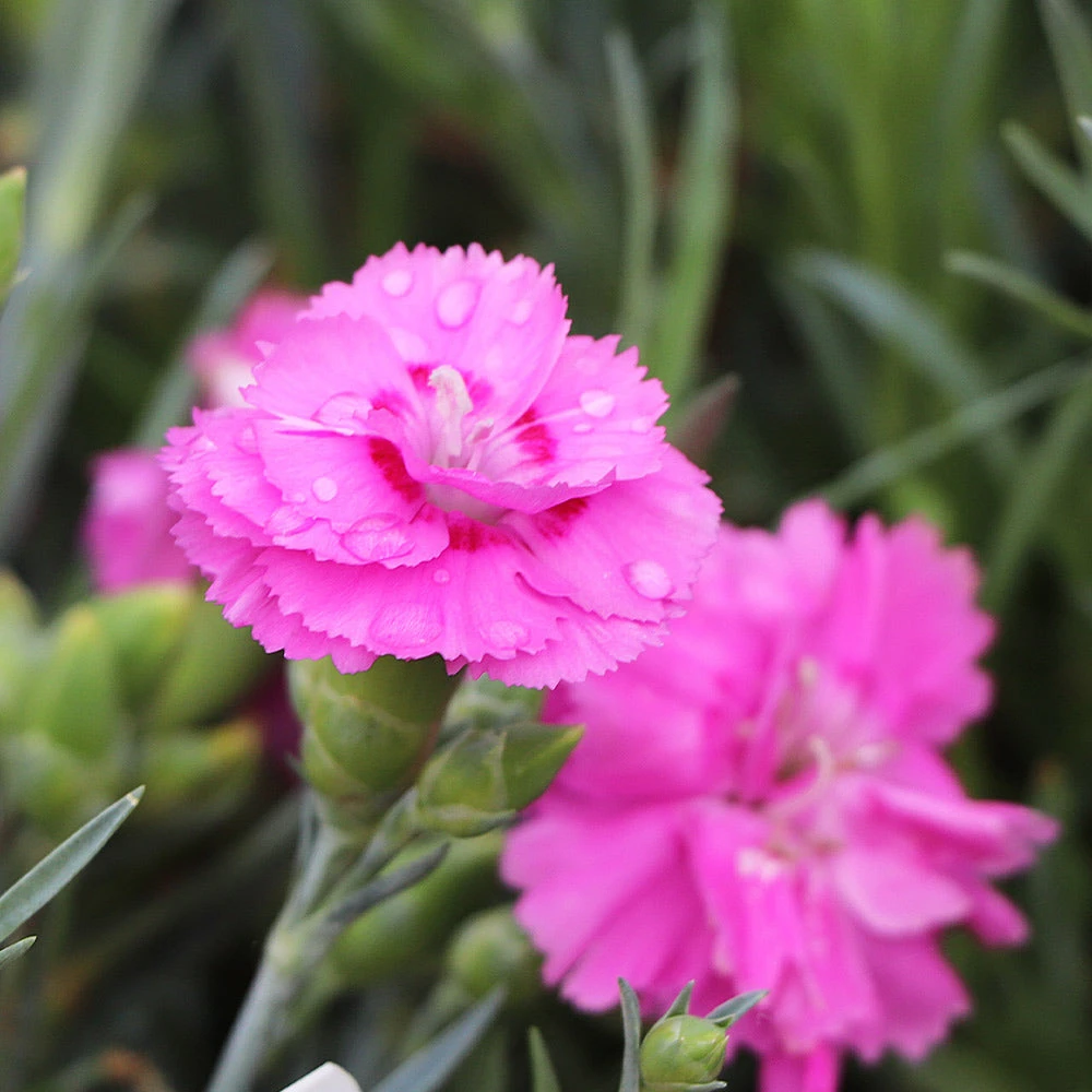 Scent First® Tickled Pink Dianthus - Image 4