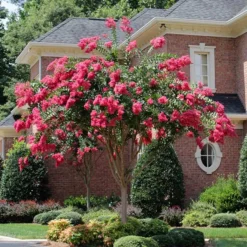 Tonto Red Crape Myrtle Tree