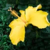Yellow Tropical Hibiscus Tree