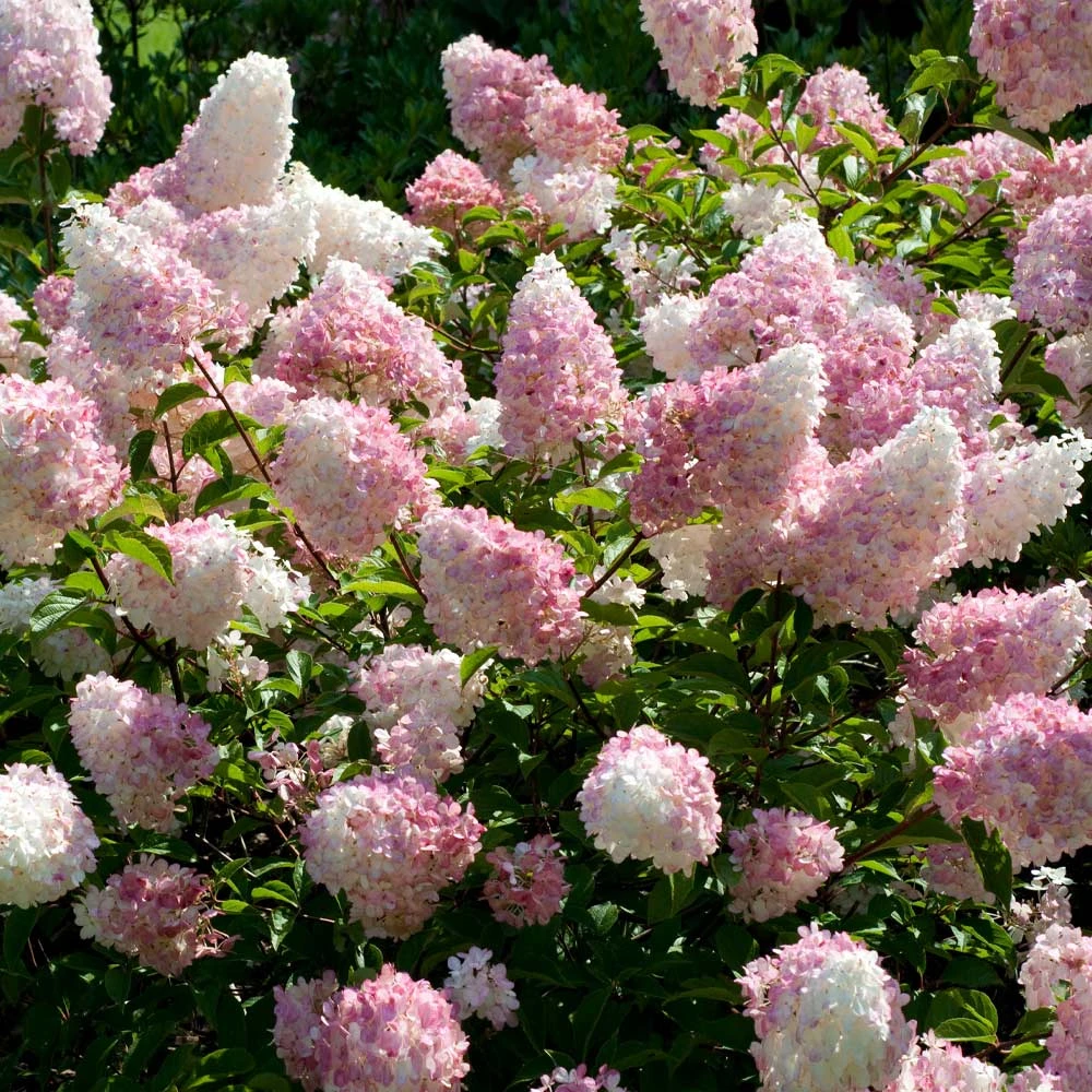 Vanilla Strawberry™ Hydrangea Shrub - Image 2