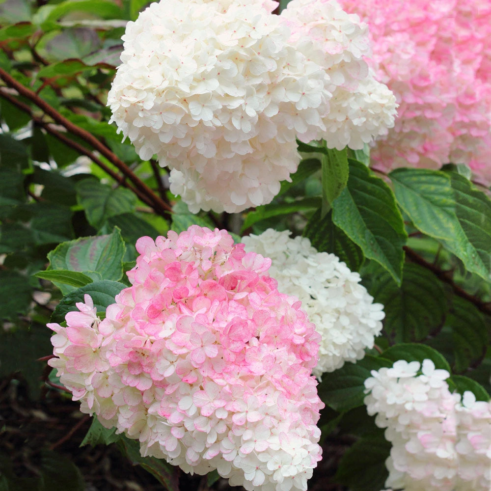 Vanilla Strawberry™ Hydrangea Shrub - Image 3