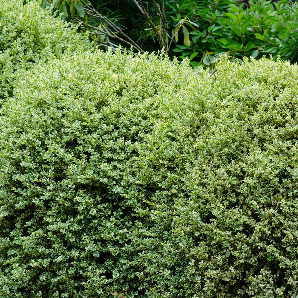 Variegated Boxwood Shrub - Image 4