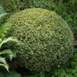 Variegated Boxwood Shrub