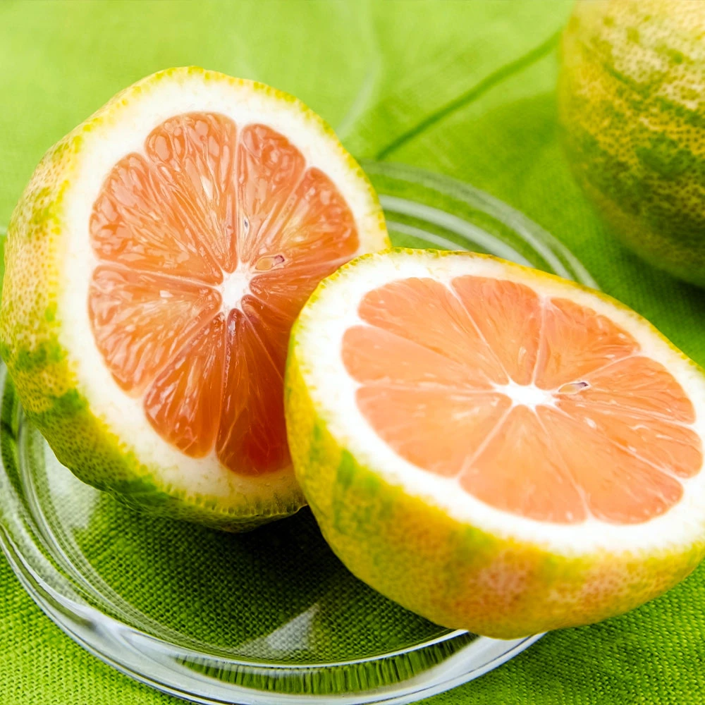 Pink Variegated Eureka Lemon Tree - Image 4