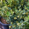 Pink Variegated Eureka Lemon Tree