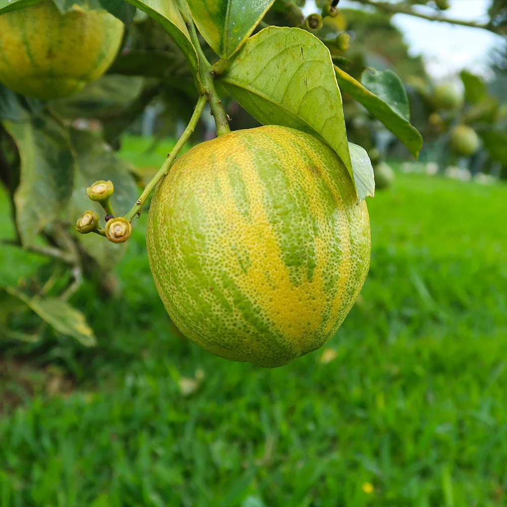 Pink Variegated Eureka Lemon Bush - Image 3