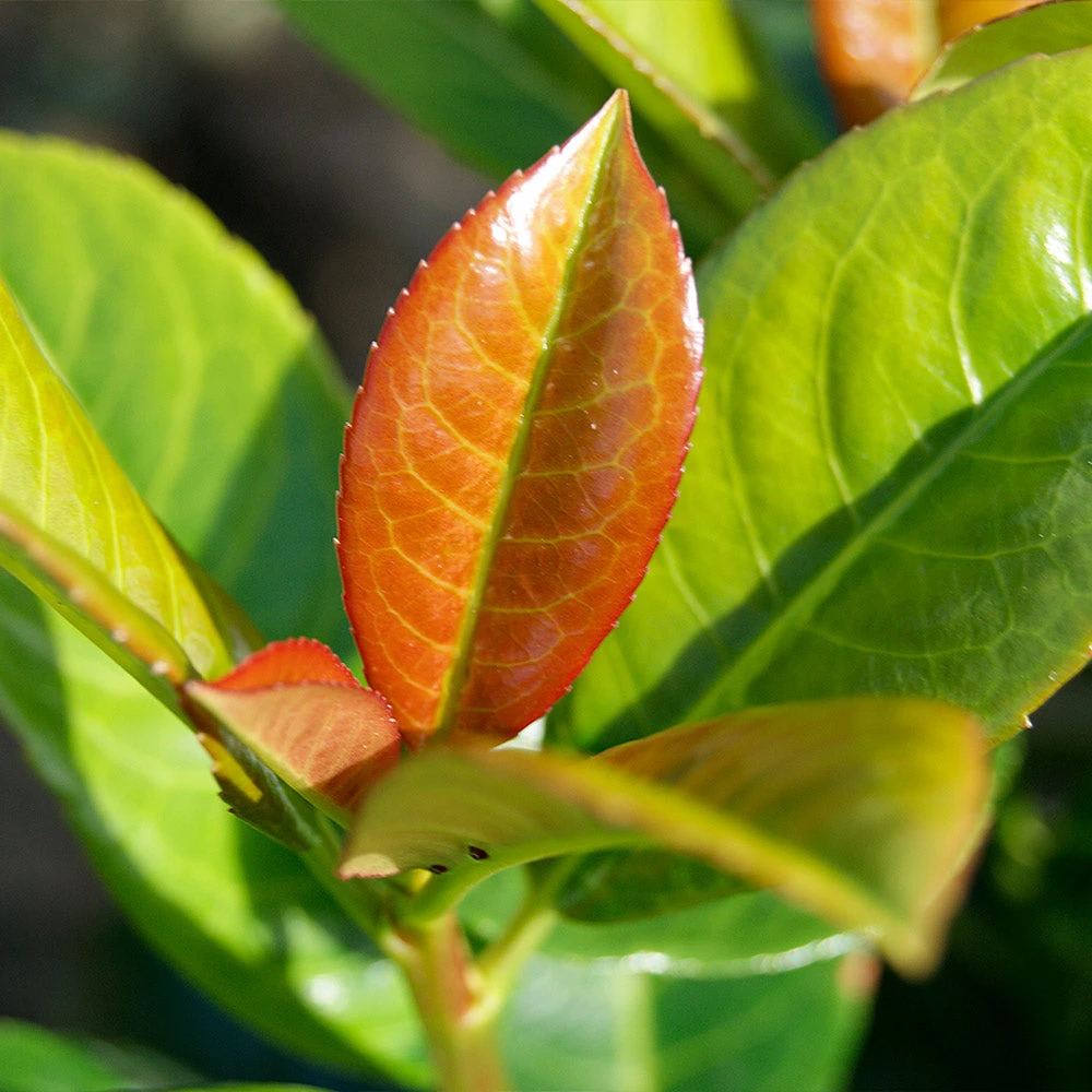 Volcano Cherry Laurel - Image 3
