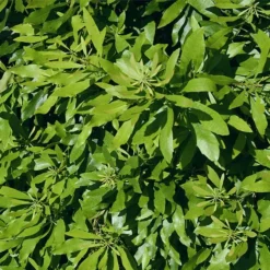 Wax Myrtle Shrub