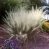 White Cloud Muhly Grass
