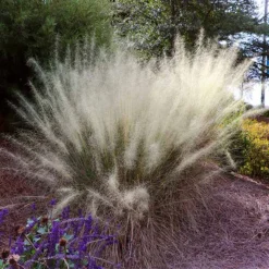 White Cloud Muhly Grass