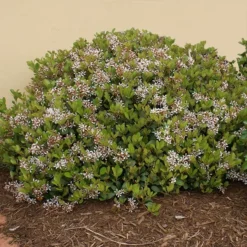 Snow White Indian Hawthorn Shrub