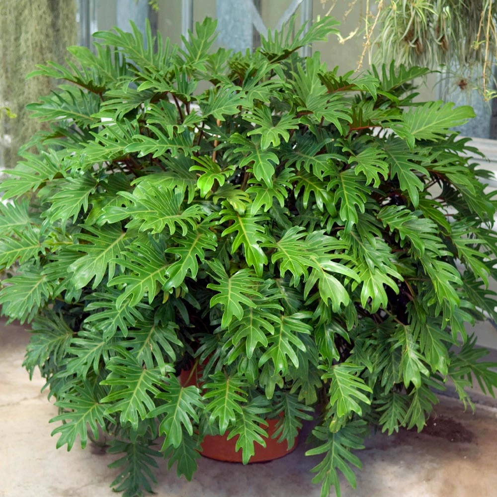 Xanadu Philodendron (Winterbourn) Plant - Image 4