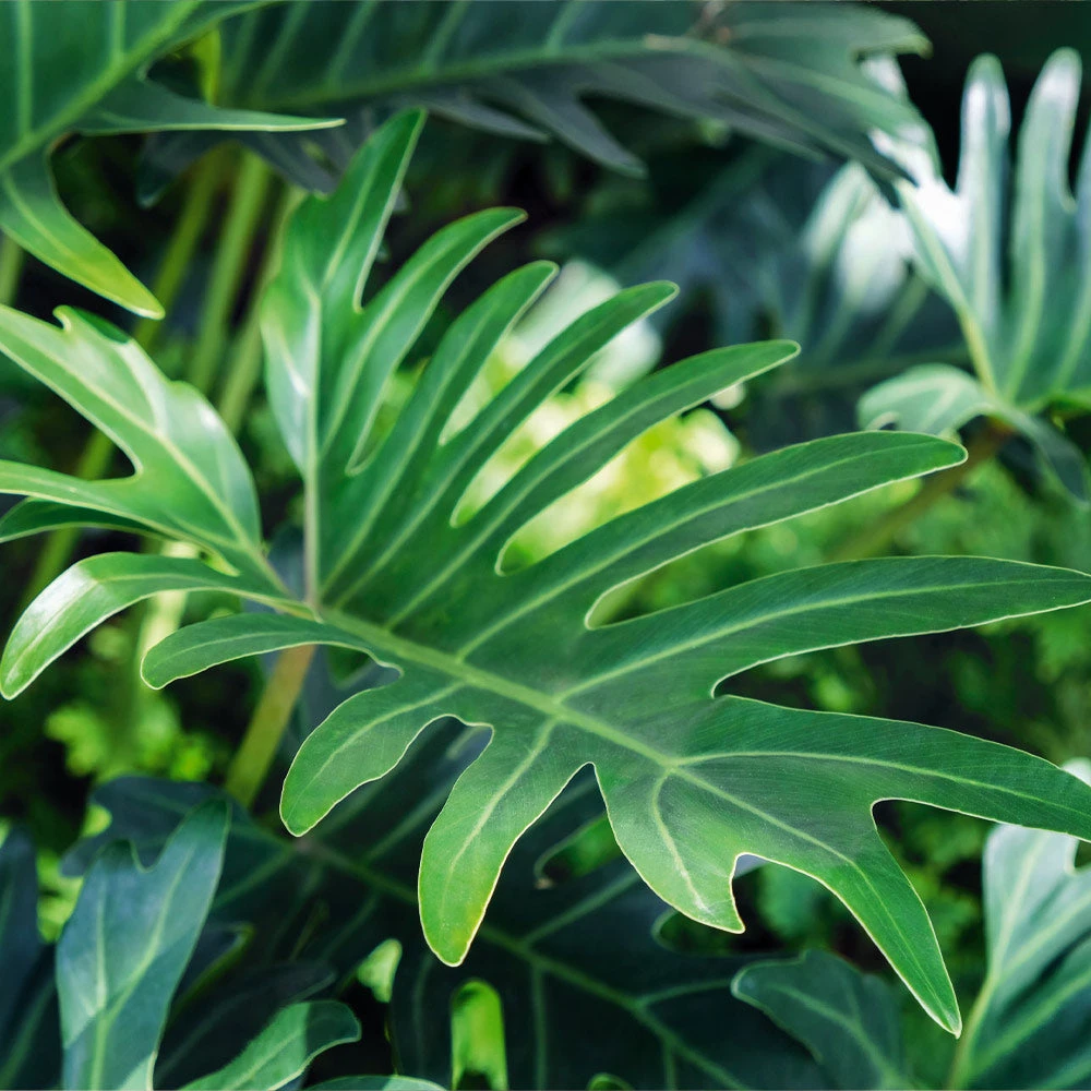 Xanadu Philodendron (Winterbourn) Plant - Image 5