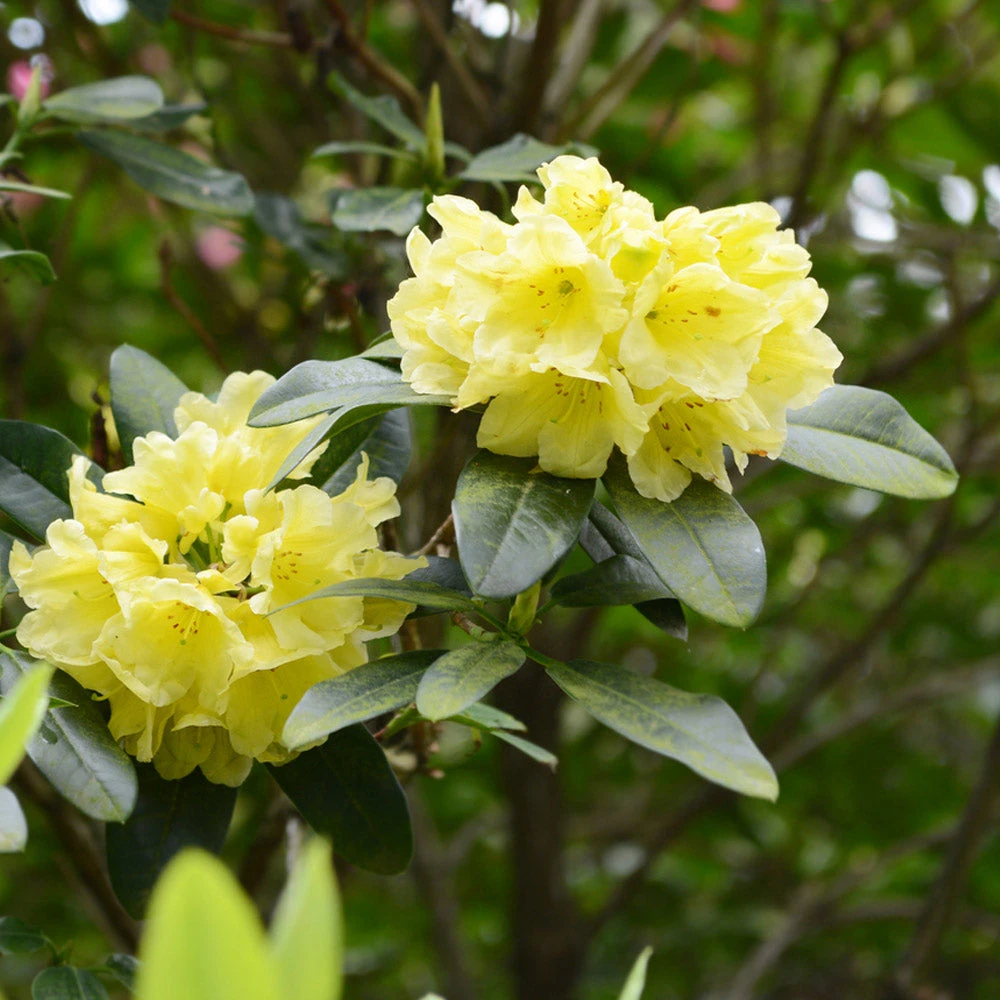 Yellow Rhododendron Shrub - Image 3