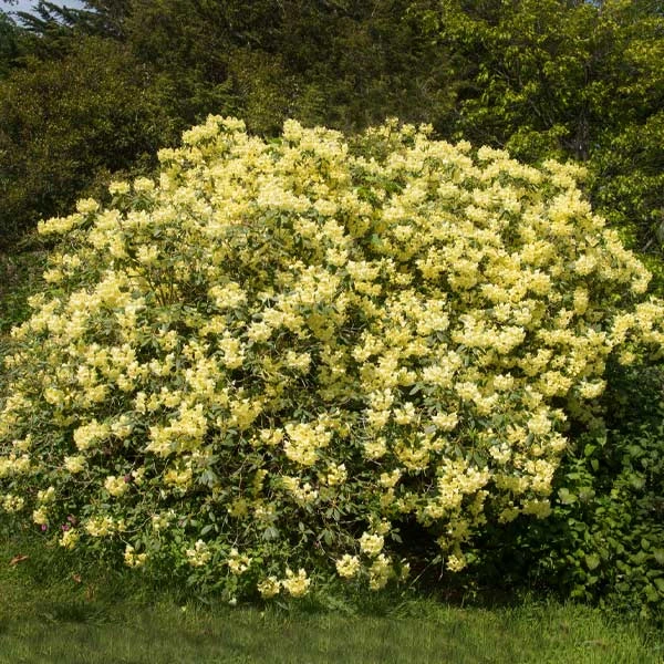 Yellow Rhododendron Shrub