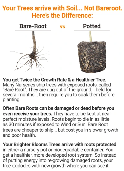 Azurri Blue Satin® Rose Of Sharon Althea Tree - Image 4