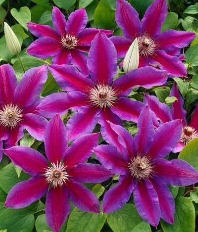 Fireworks Clematis Vine - Image 2