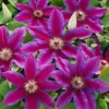 Fireworks Clematis Vine
