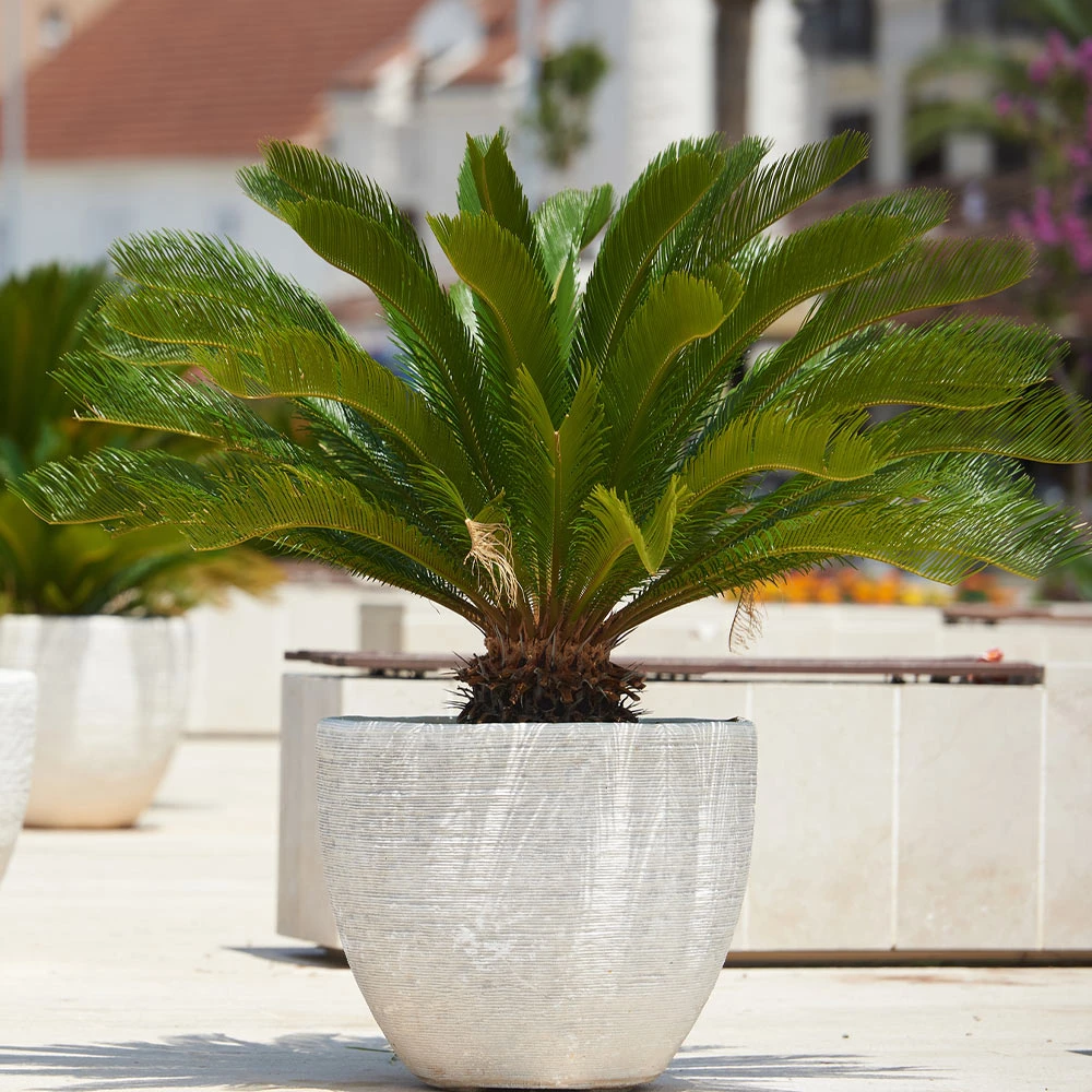 Sago Palm Tree - Image 4