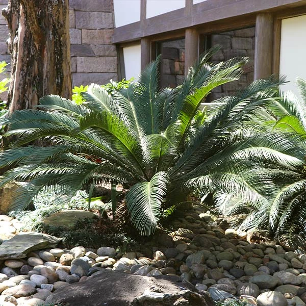 Sago Palm Tree